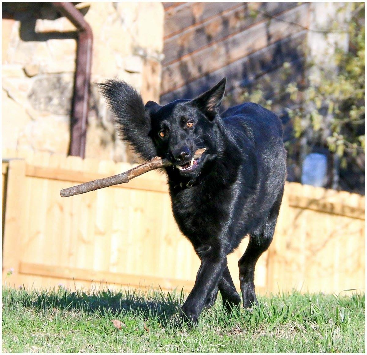 dog-playing-fetch