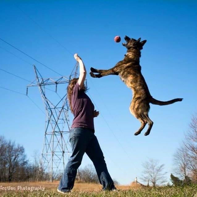 dog-training