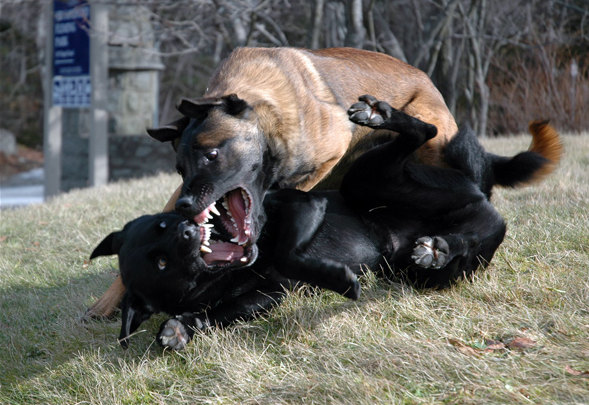 Aggressive Dog Training - Orlando