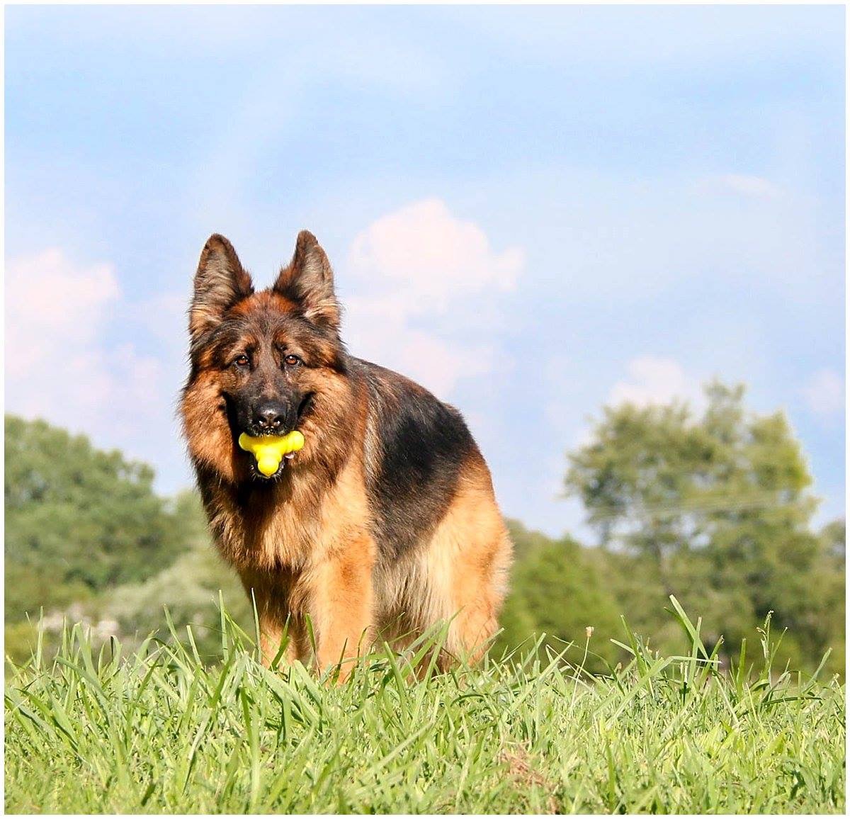 german-shepherd-dog1