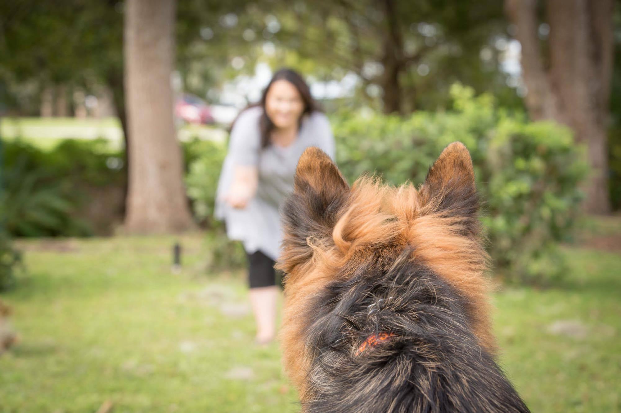 What fear and anxiety look like in a dog The Calm K9
